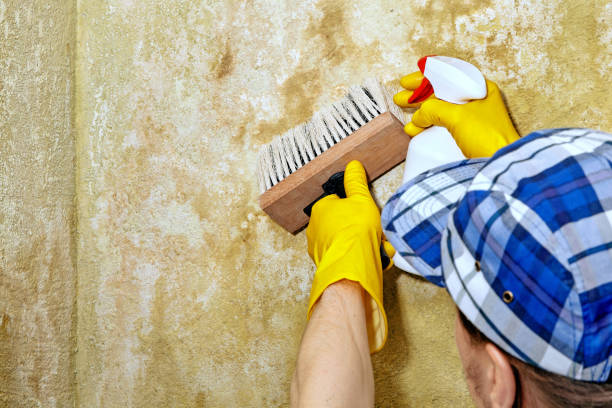 Trusted Maroa, IL Mold Removal Experts